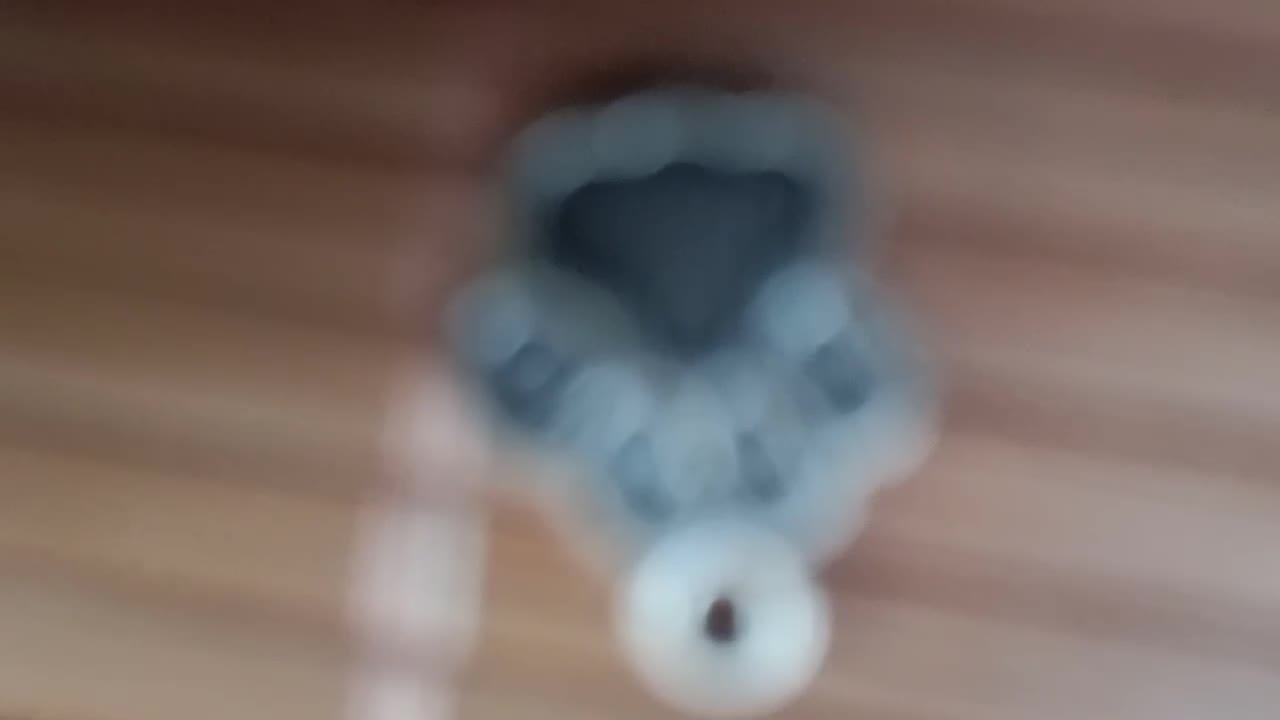 it's a cat paw
