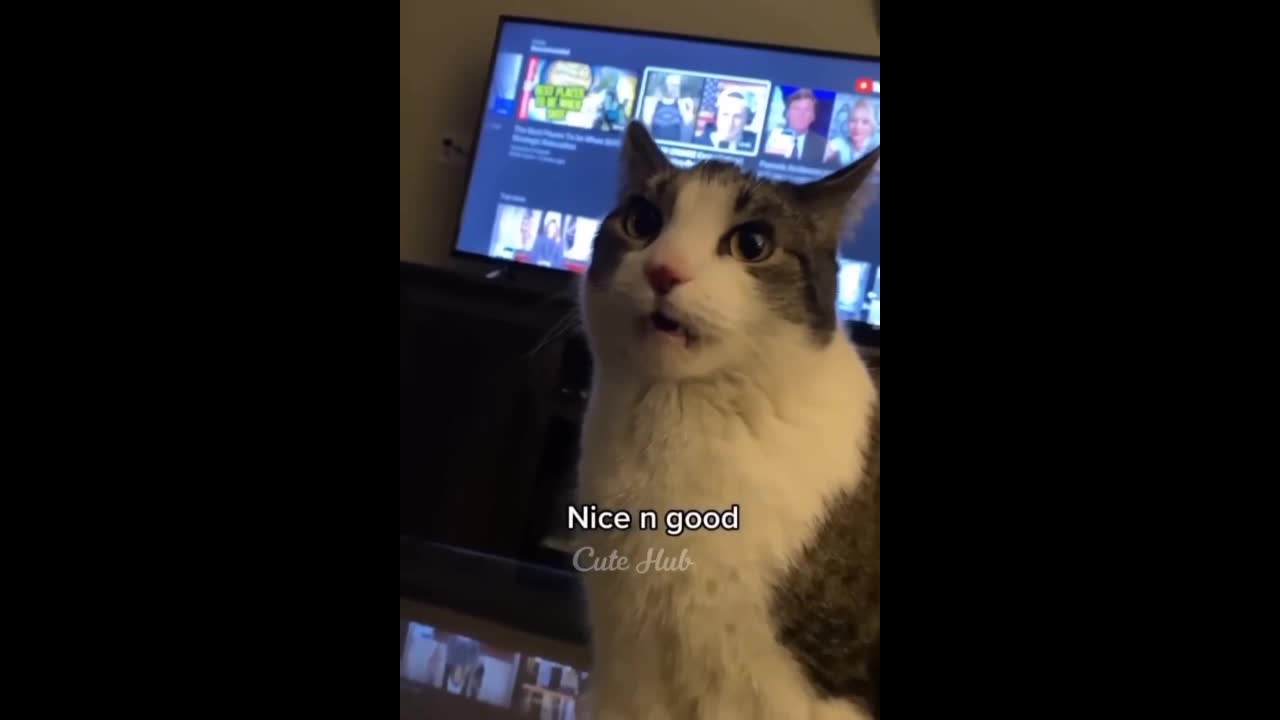 Funny Cat And Dog | Amazing Video