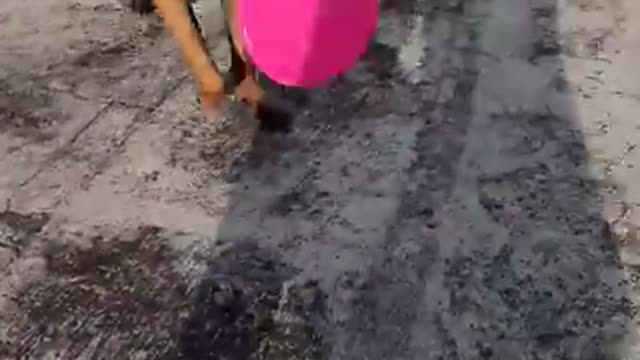 Dog training video