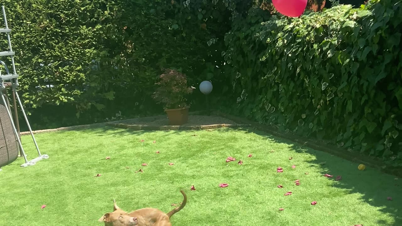 Balloon Loving Pitbull