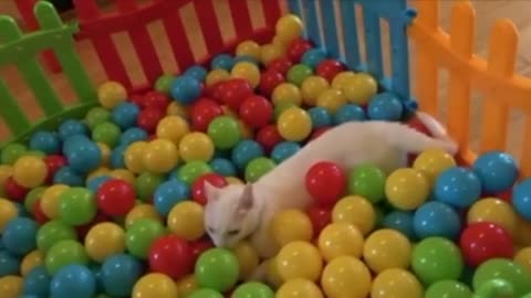 Cat and 500 Balls in a Ball pit !!