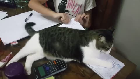 Cat - not allowed sister doing homework(720P_HD)