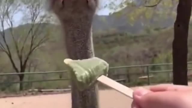 ostrich tasting icecream