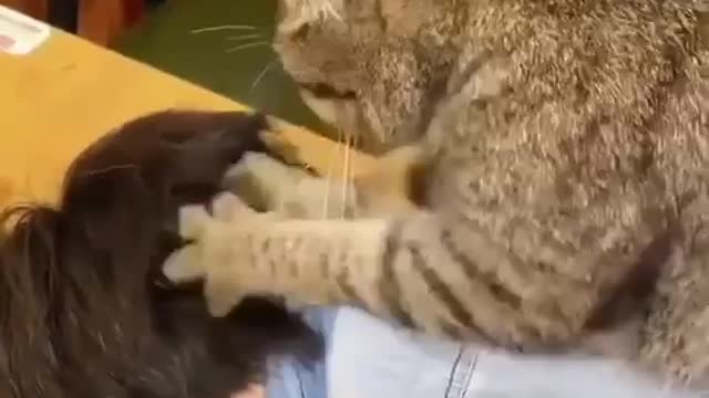 Funny Relaxing cat message so cute