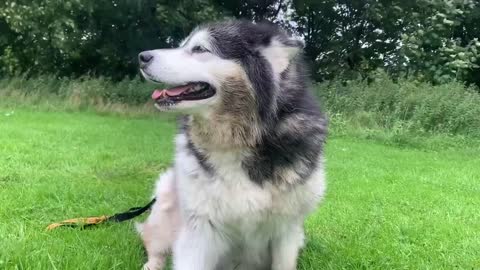 Alaskan Malamute Bath Time! Naughty Niko Rolled In Poo!-3