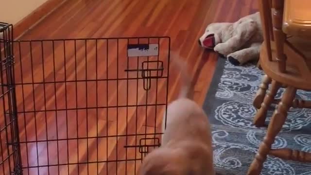 Puppy struggles to get ice cube under cage