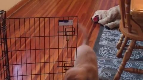 Puppy struggles to get ice cube under cage