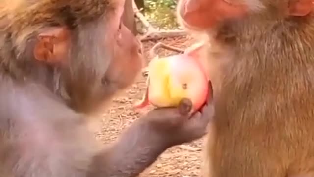 Funny monkey 🐒🐒🐒🐵 99