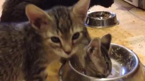 Uncle Buster eats with kittens dec 2013 - “CALIFORNIA CATS" 7845 91040 Video Louis Elovitz