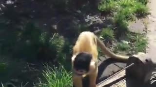 Getting too close to a Monkey