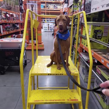 training day - Major the Vizsla