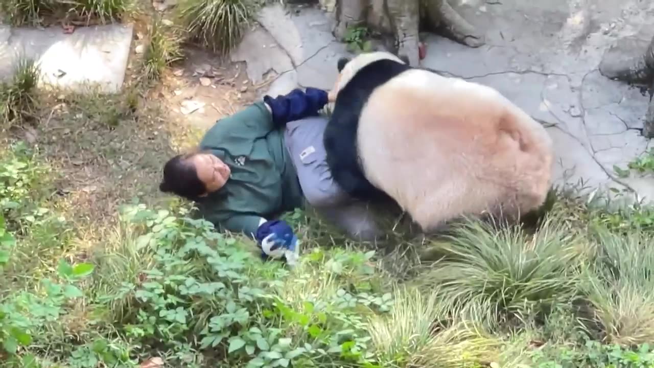 Zookeeper’s Close Encounter with a Panda Captured on Video