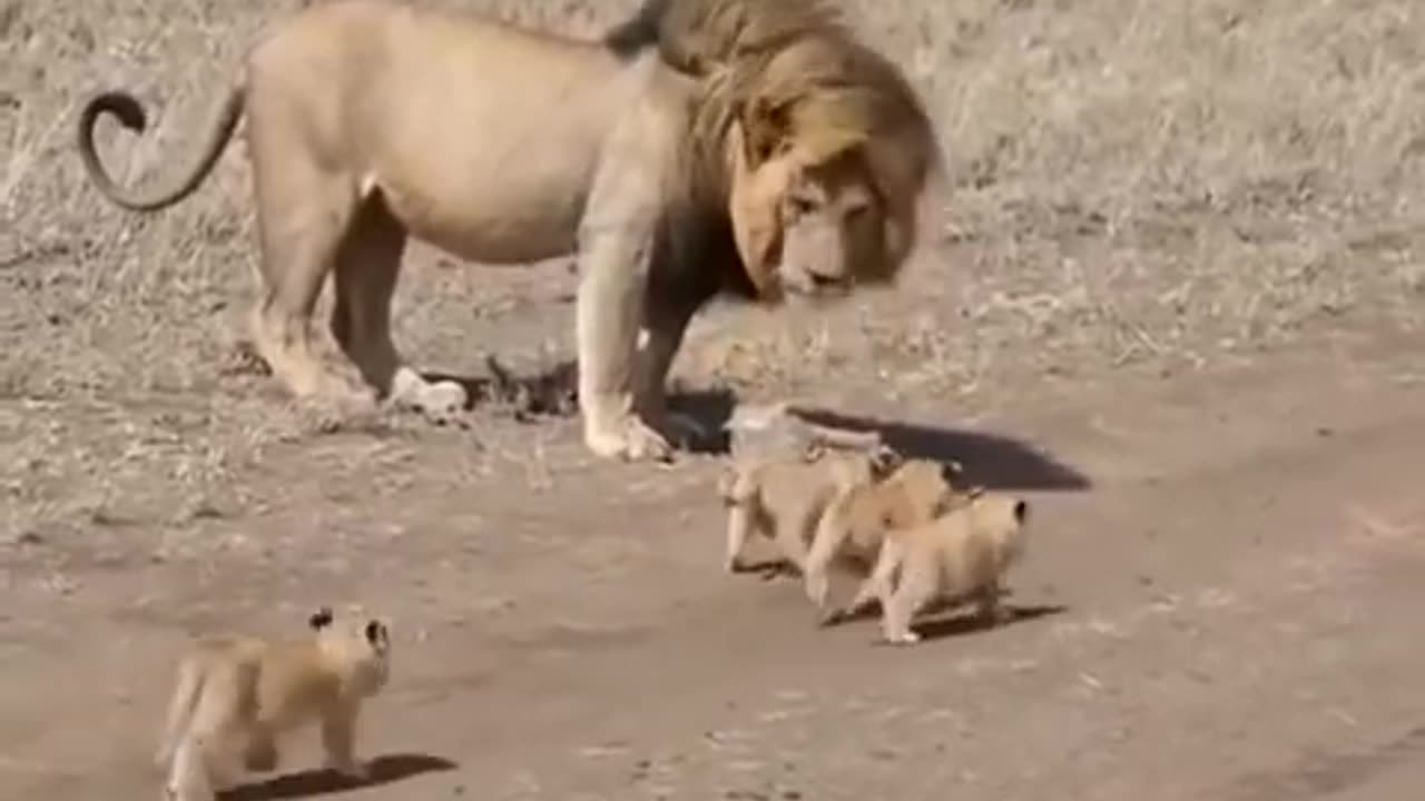 Lion dad trying to play around with his children