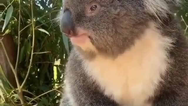 very cute and adorable koala