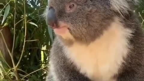 very cute and adorable koala