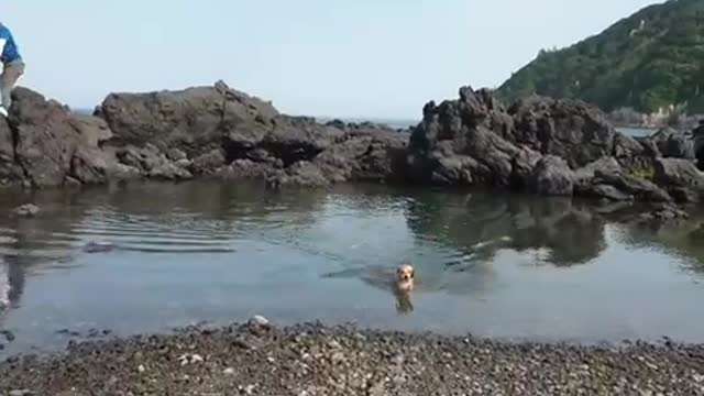 lovely puppy, i love to swimmmmm! :)