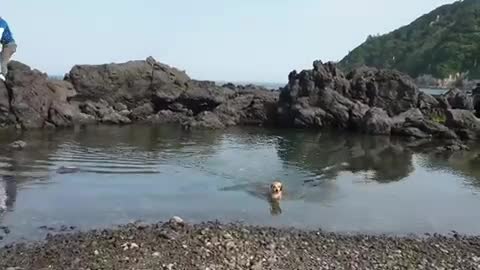 lovely puppy, i love to swimmmmm! :)