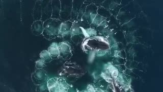 Humpback whales working together