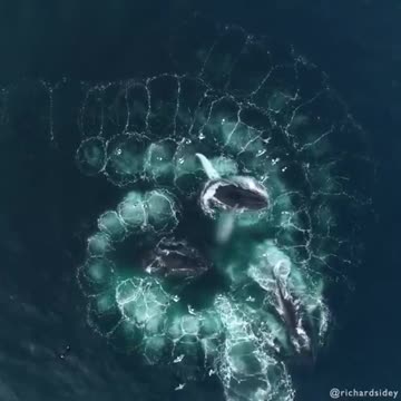 Humpback whales working together