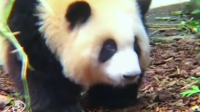 The lovely giant panda come and have a look