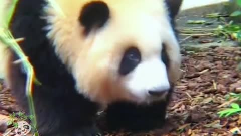 The lovely giant panda come and have a look