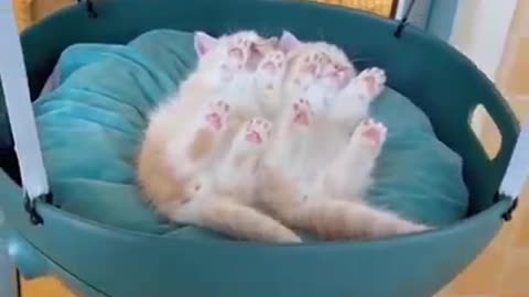 The best funny cats video