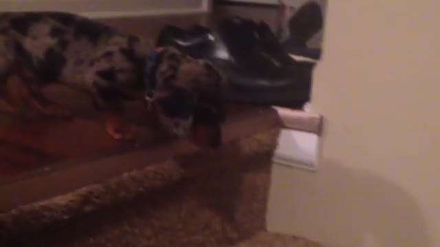 Collab copyright protection - bacon mini weenie tumbles stairs