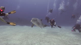 Wild dolphin incredibly decides to swim with scuba divers