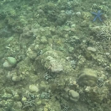 Snorkeling Over Nature’s Comeback, A Reef Revival