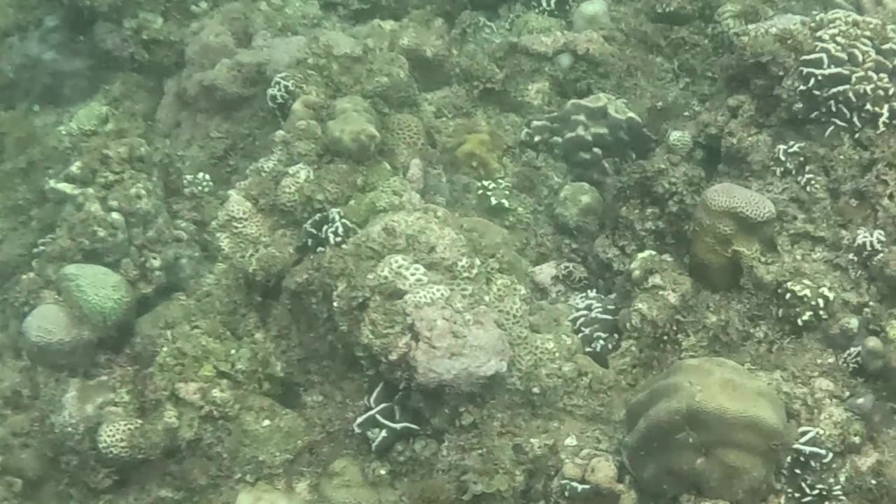 Snorkeling Over Nature’s Comeback, A Reef Revival