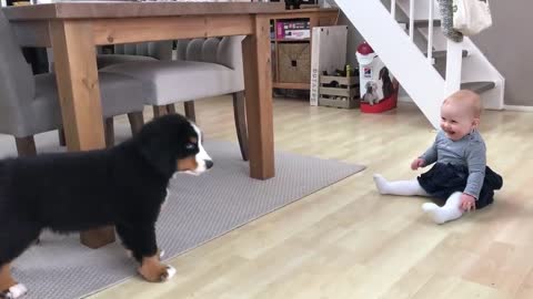 First meeting baby vs dog puppy