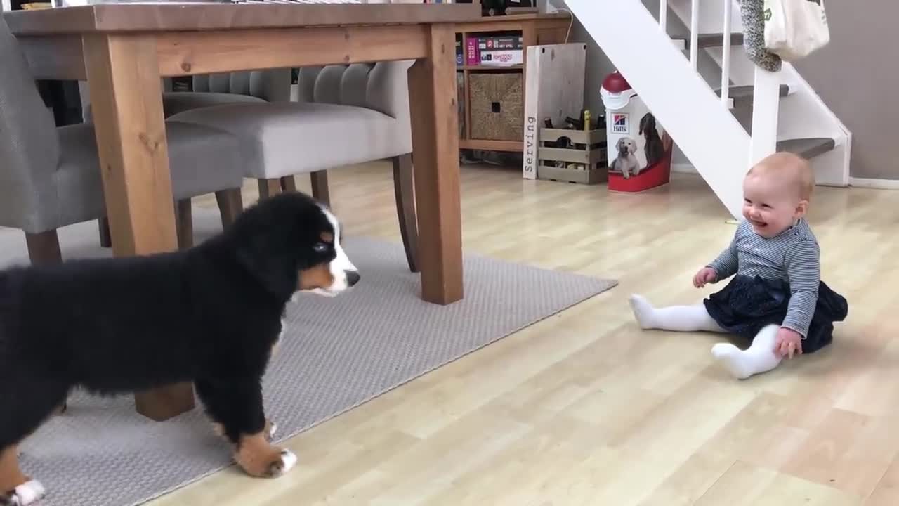 First meeting baby vs dog puppy