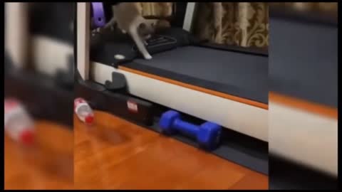 Smart Cat