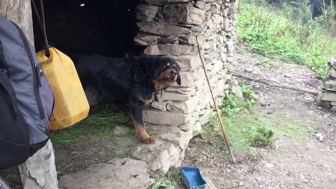 Cute dog barking