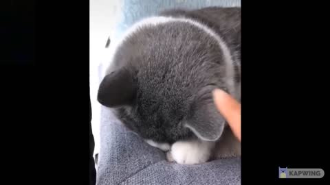 FUNNY ANIMALS VIDEOS - 002