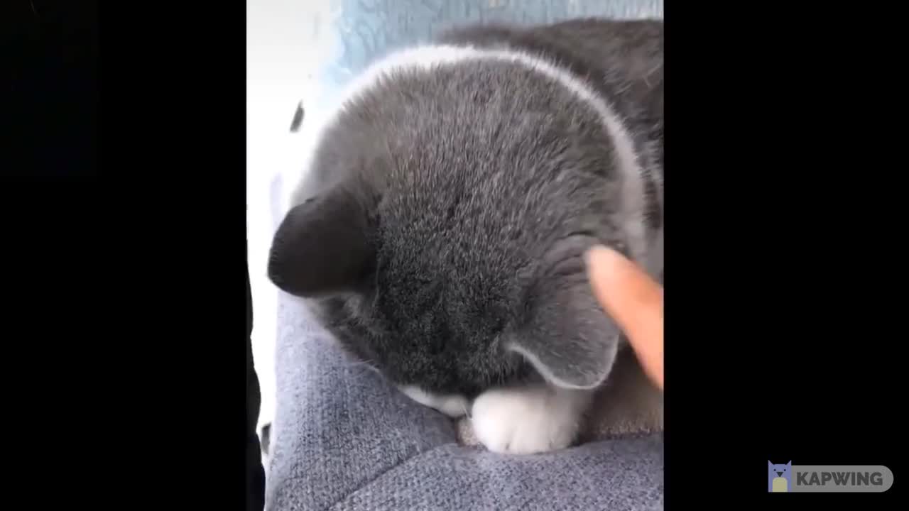 FUNNY ANIMALS VIDEOS - 002