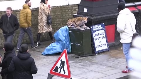 LEOPARD PRANK! - In Camden Town!