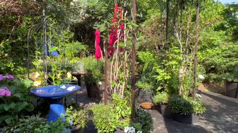 2July22 the last of the garden