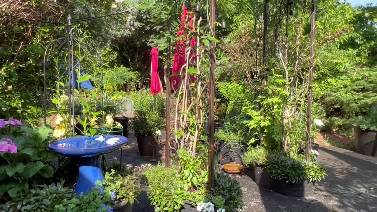 2July22 the last of the garden