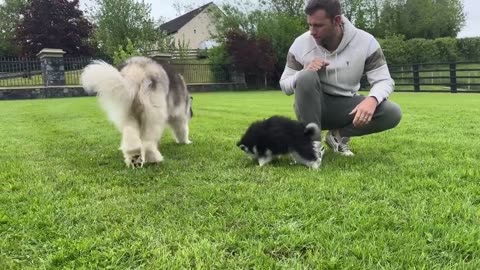 Giant Husky Reacts To New Puppy Outside! (They're So Cute!!)