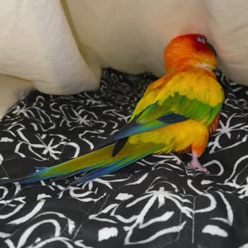 Parrot plays in fresh bed sheets