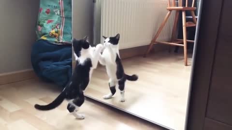 Watch what this cat is doing, it's really funny