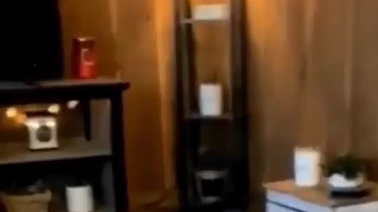 funny animal