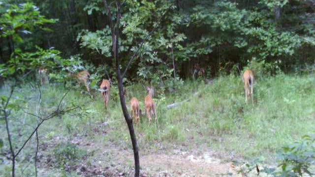 2 does with 5 fawns