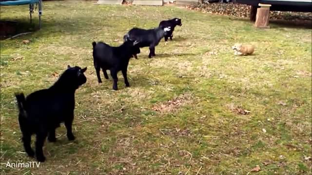 funny compilation, animal compilation, sweet, cute dogs