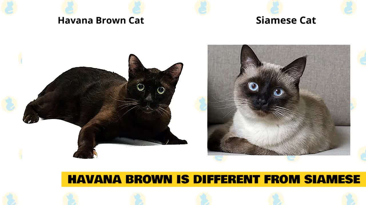 Havana Brown Cats 101 _ Fun Facts _ Myths(720P_HD)