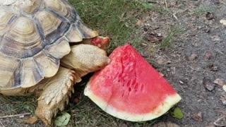 Sulcata Tortoise