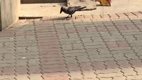 Crows are in a mood to eat lays