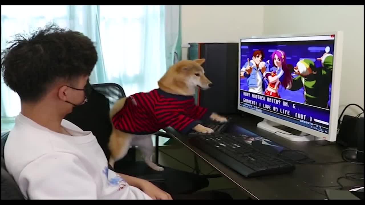 Funny dog playing PC games