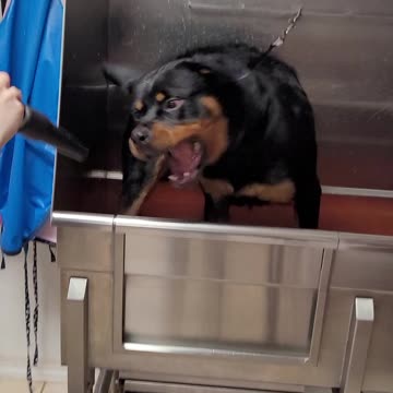 Rottweiler getting a blowout!
